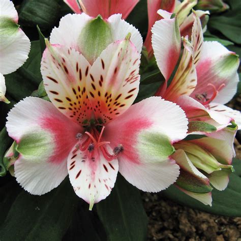 peruvian lily bulbs